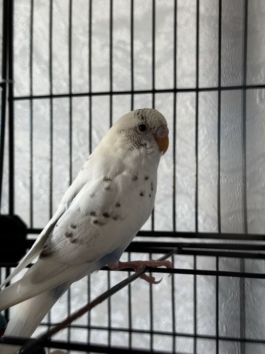 Волнистые попугаи с клеткой