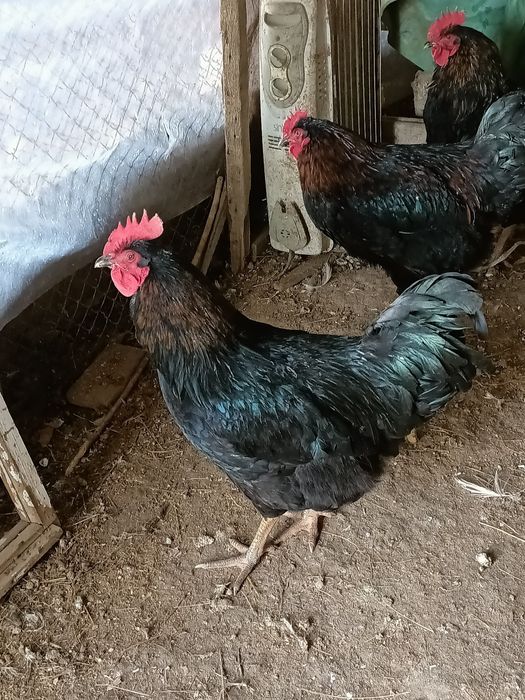 Петухи Әтеш сатылады