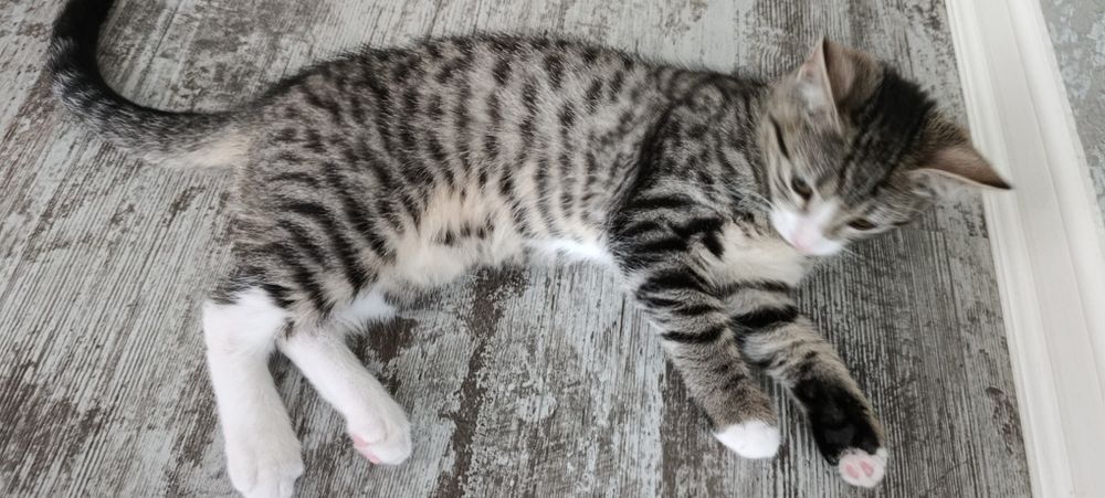 Подарявам малко женско  коте