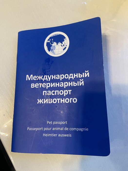 Продам породистого кота