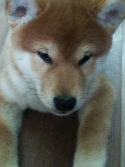 Продаются щенки Сибо-ино "Shiba-ino"