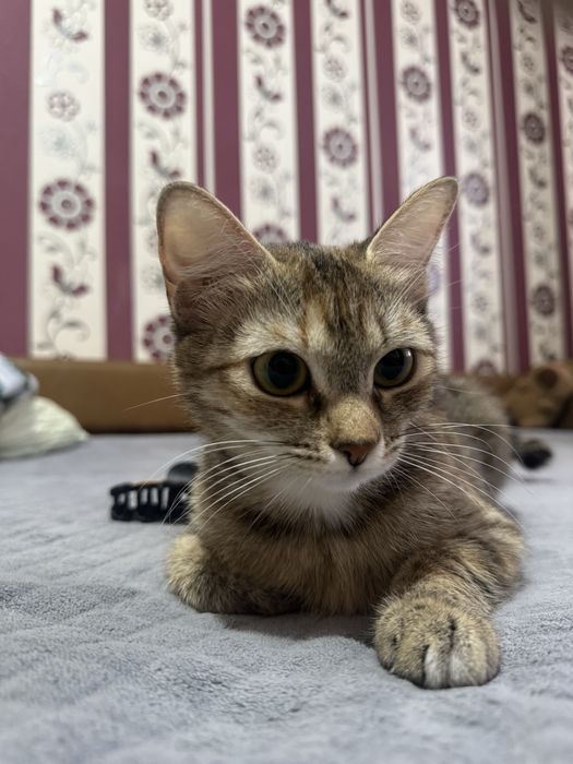 Отдаю кошечку в добрые руки