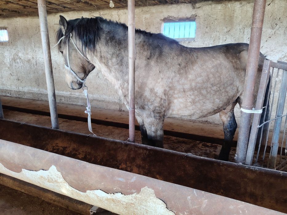 Айғыр 6жасар Айғыр