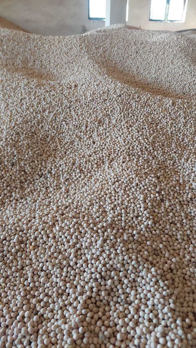 Vând mazăre pentru semanat si furaj