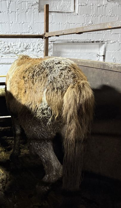 Лошади с откорма