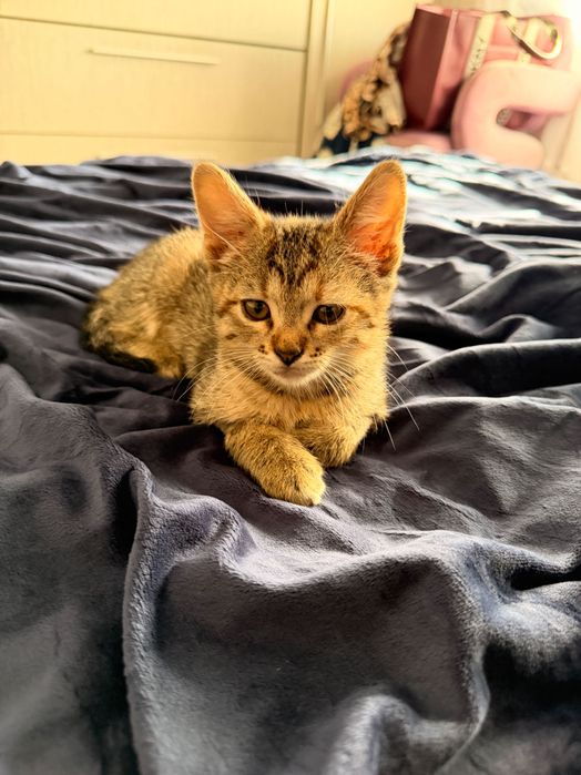 Dau motanel spre adoptie