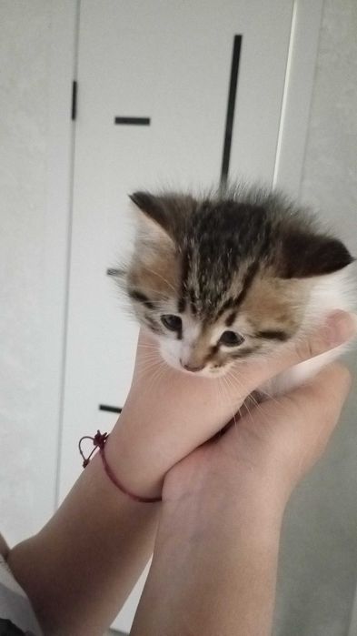 Отдам котята добрые руки