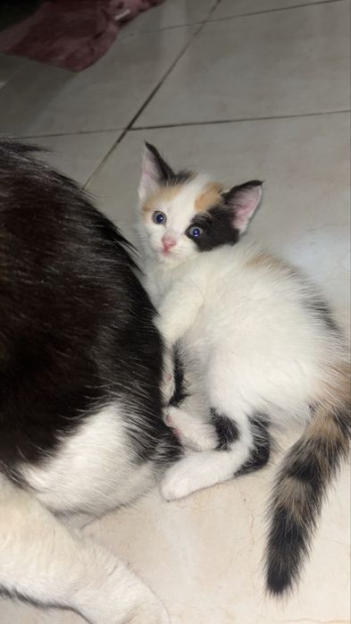 Котенок ищет дом