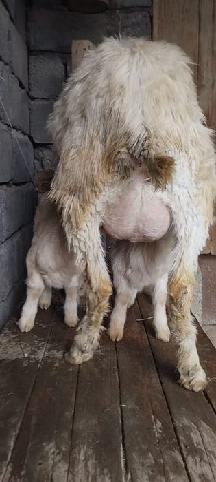 занен саунды ешкі сатылады