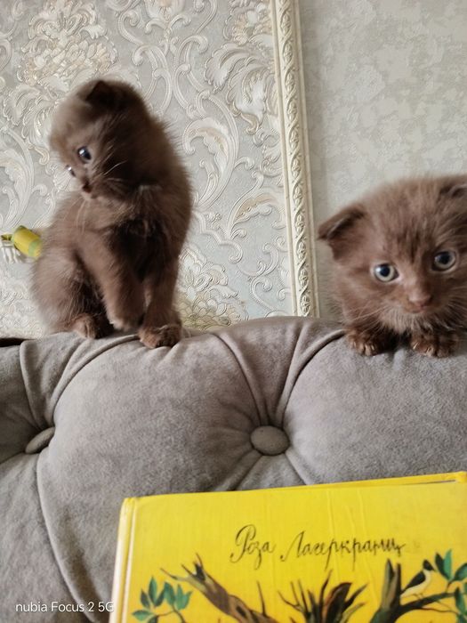 Продам  Шотладец 1000