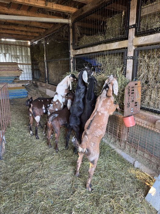 Capre si iede anglonubian cu pedegree