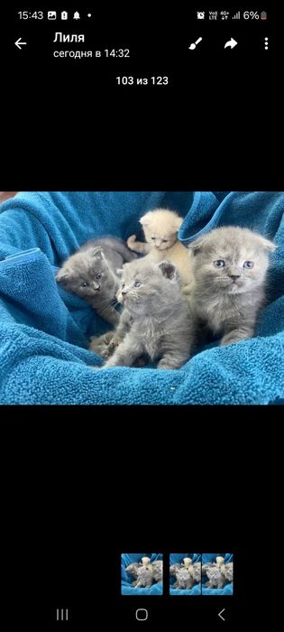 Готовятся к продаже милые котята