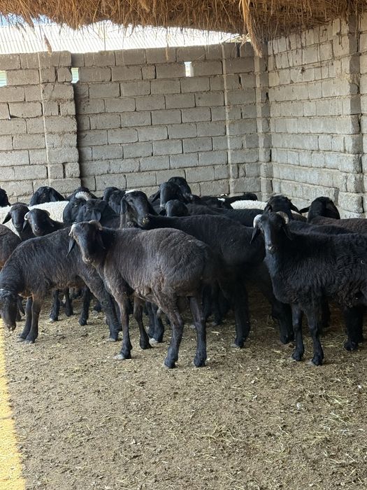 Qochqorlar sotiladi 5mln 300 mingdan optomga