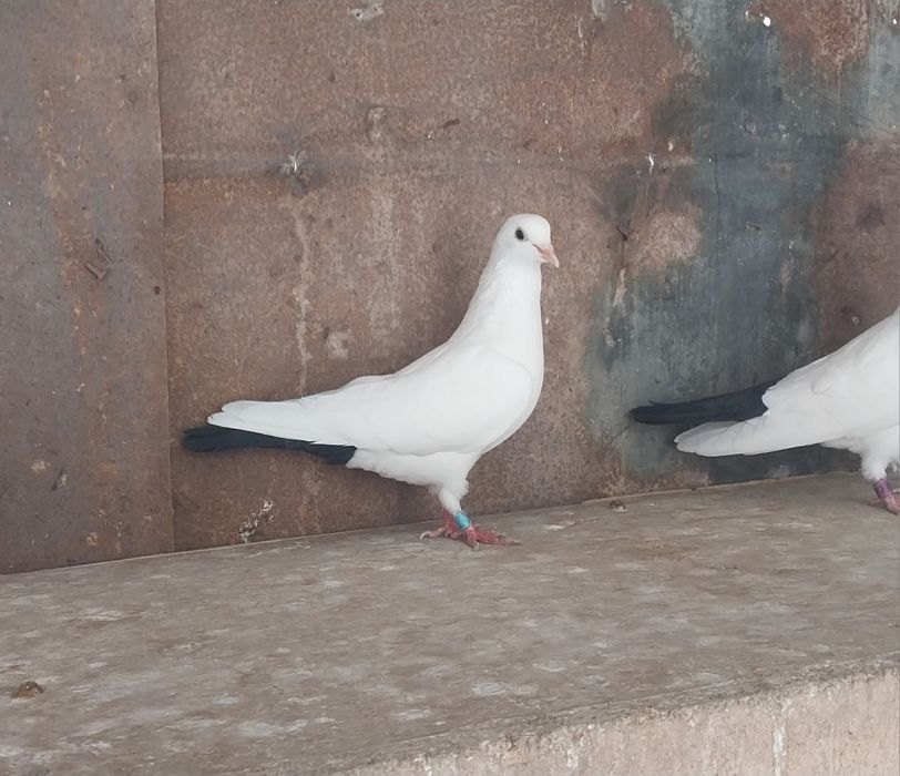 Бакинские Голуби