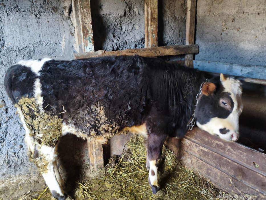 Продам бычка и телку