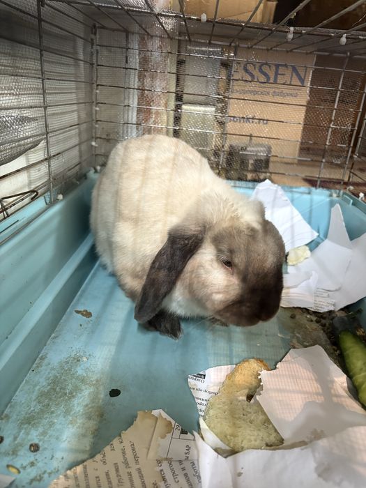 Декоративный кролик