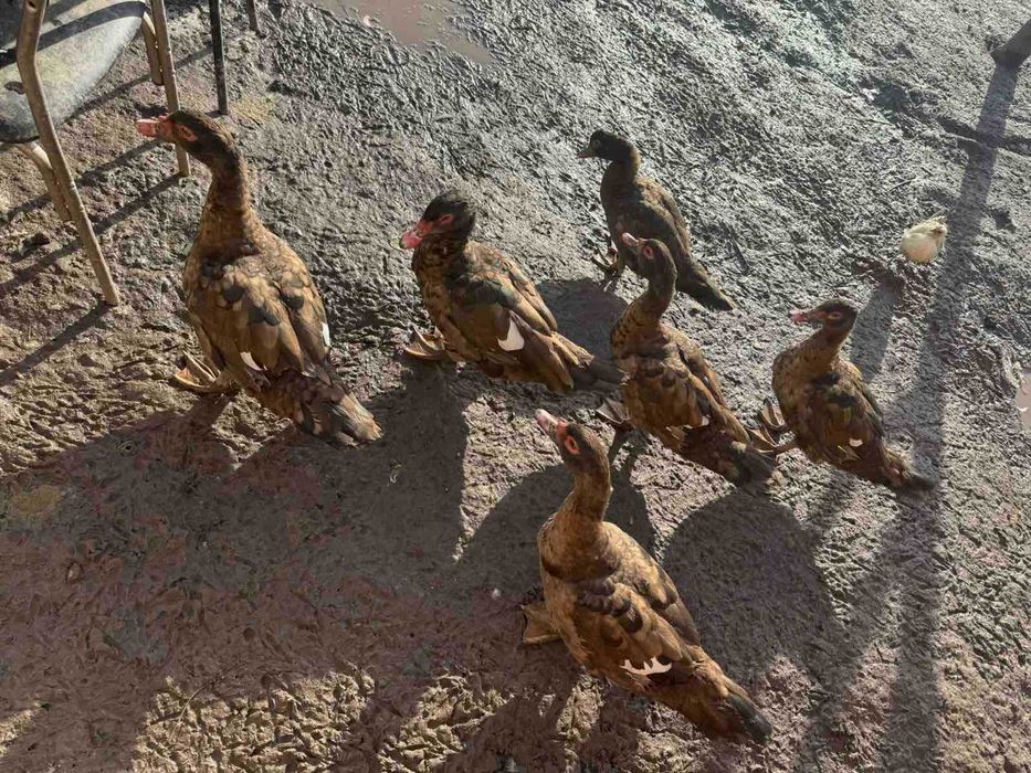 Домашни патици и зеленоглави