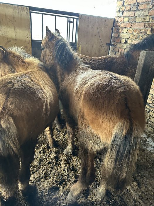 Жабағылар  еркек