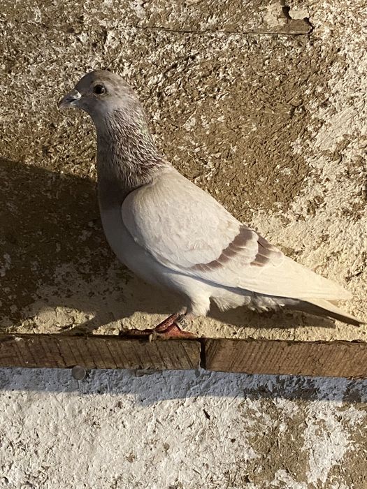 Vând sau schimb 15 porumbei voiajori