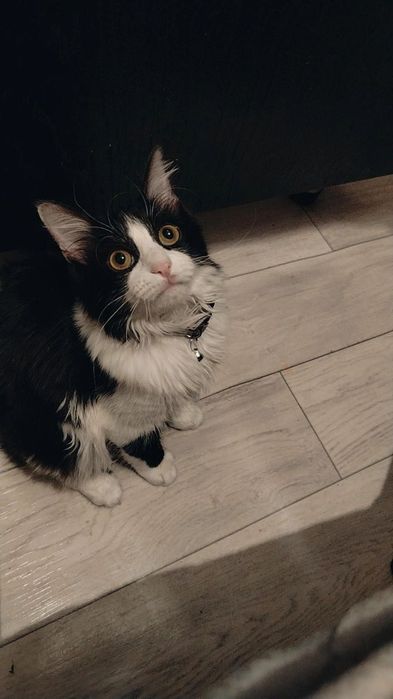 Мысық (Laki),  таза мысық