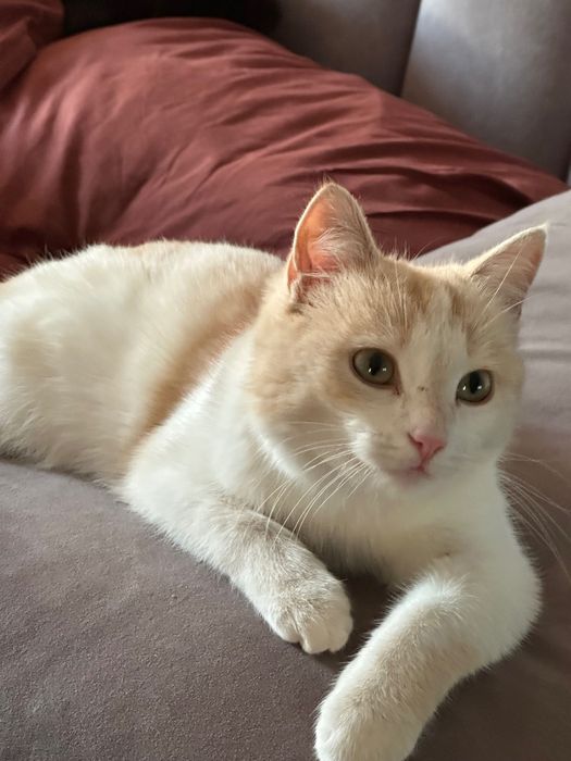 В добрые руки отдадим кошечку