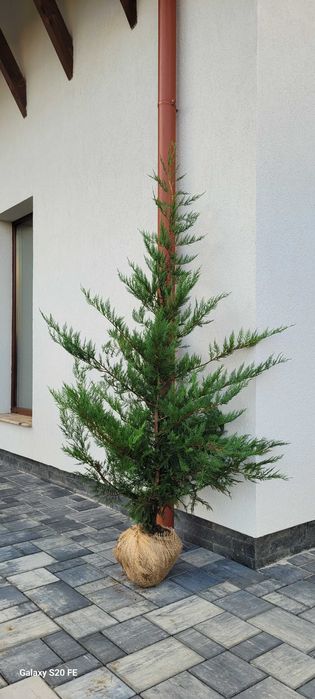 Leylandii pentru gard viu
