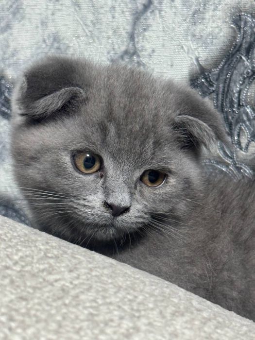 Британская кошка