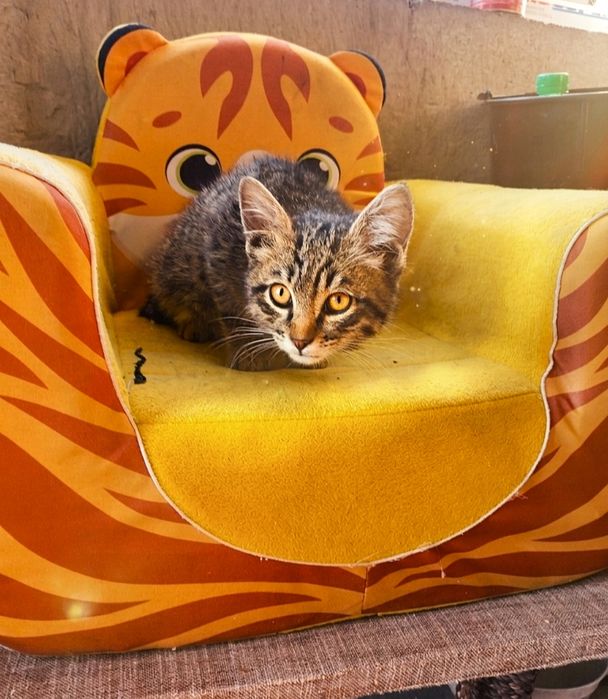Котёнок пристраивается в добрые руки