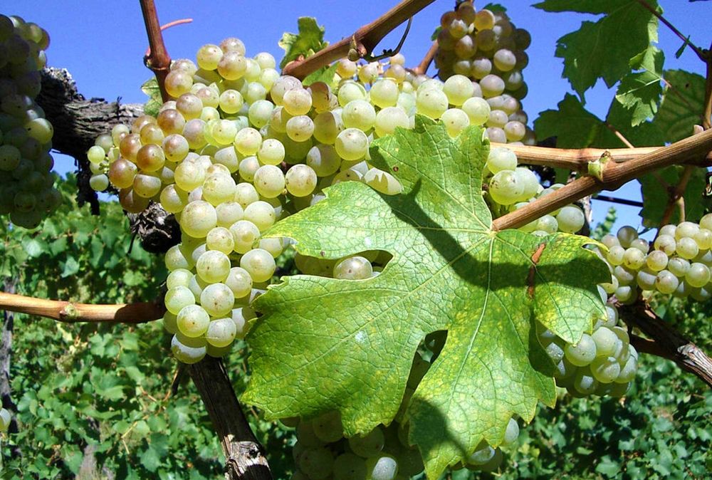Struguri vin (disponibil + Rezervare), Sahateni, Buzau (Dealu Mare) 3 lei/kg
