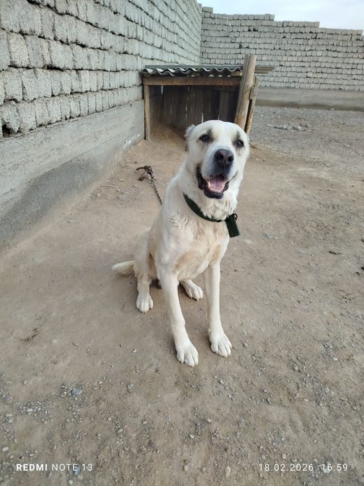 Ит сатам болмаса айырбастаймын.