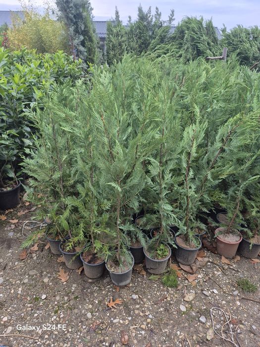 Palmieri  tranhicarpus  cicas