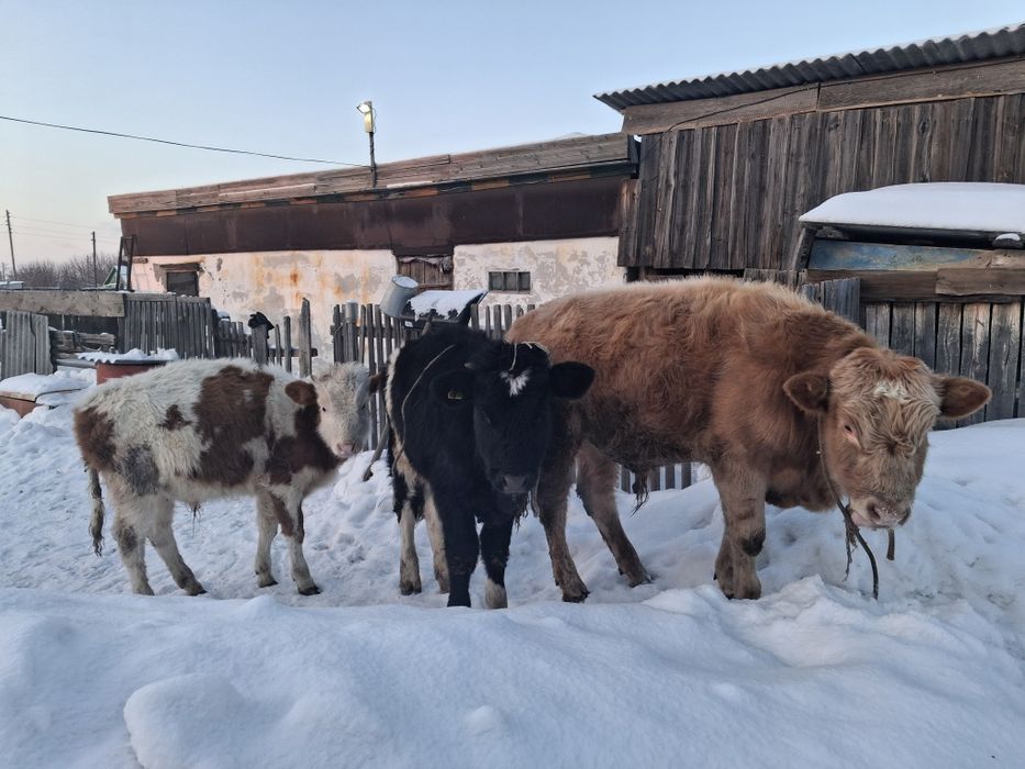 Бычки и телечка продам за 980