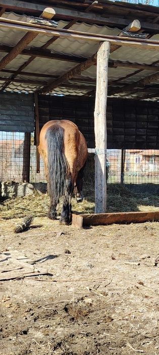 Vând sau schimb mânz de 2 ani