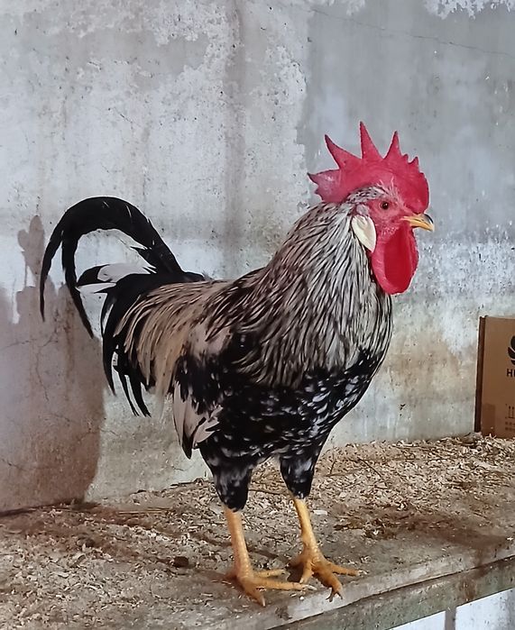 Oua pentru incubat gaini italiene, australorp si ameraucana