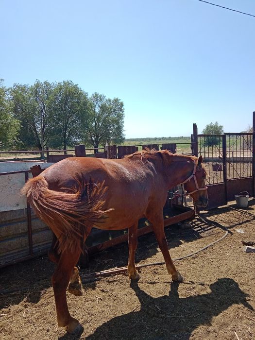 Айгыр сатылады кунанан доненге шыкты