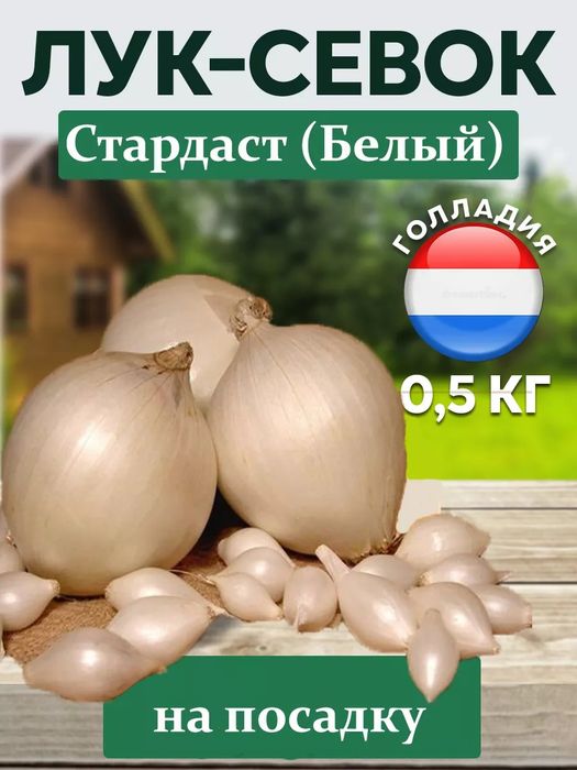 Белый Лук Стардаст в Наличии