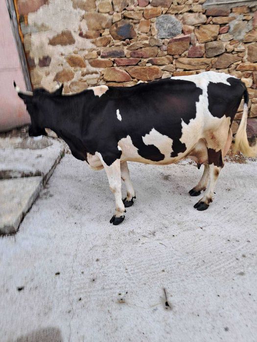 Продавам крава..