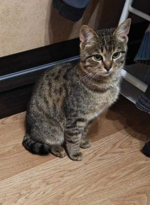 В добрые руки котенок