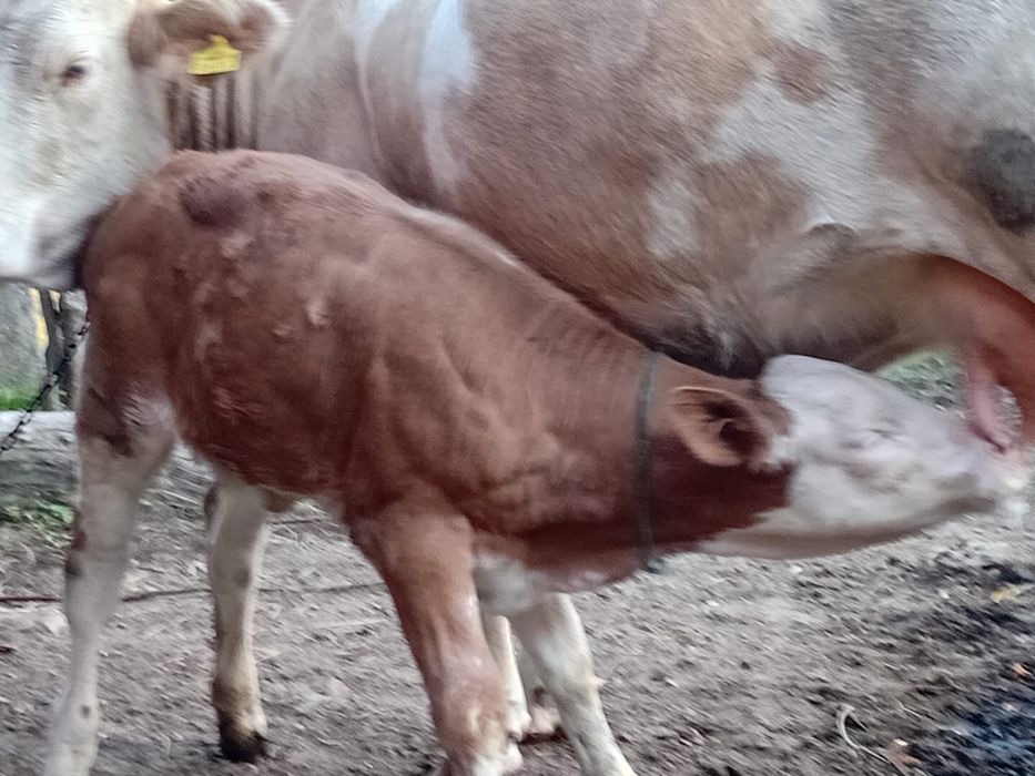 Vand jiunica cu vitea