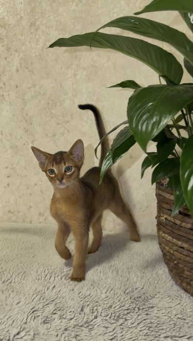 Абиссинские котята чистокровные клубные