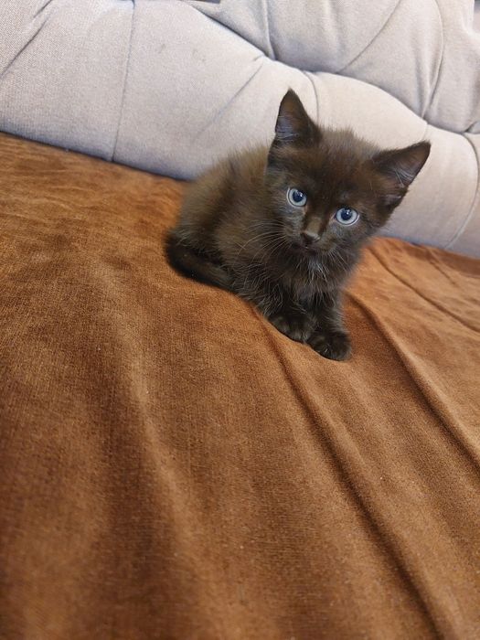 Отдам котят в хорошие руки