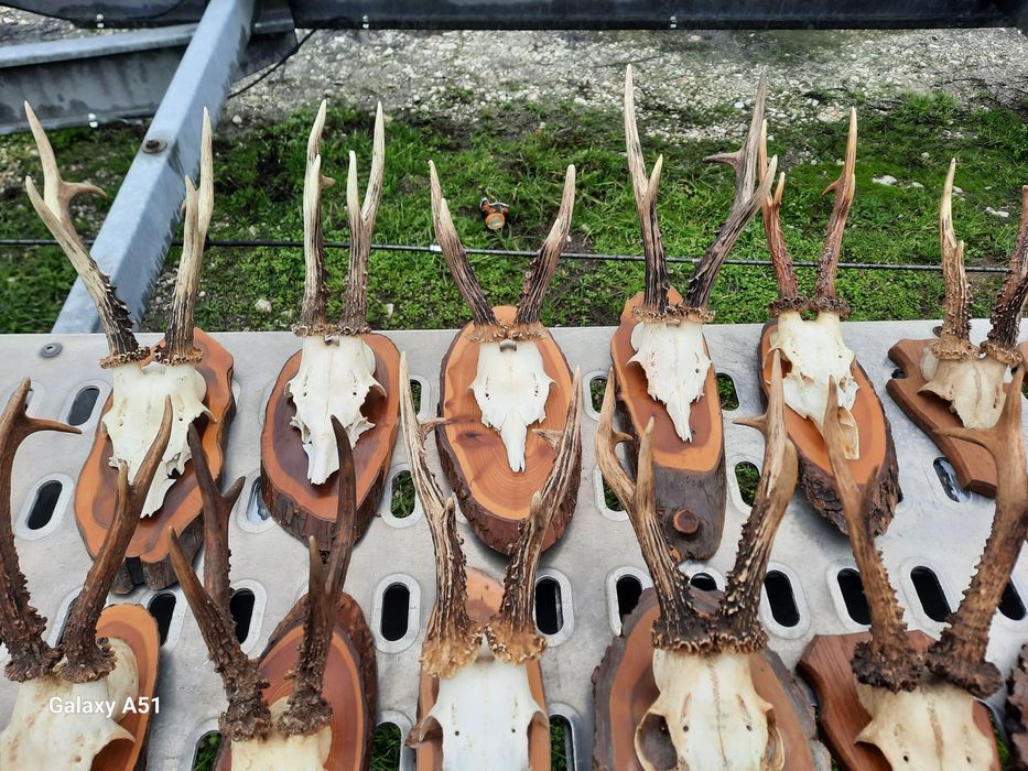 Еленски рога от сърндак.