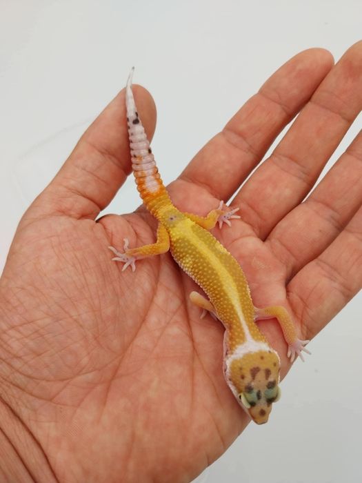 Леопардов Гекон.