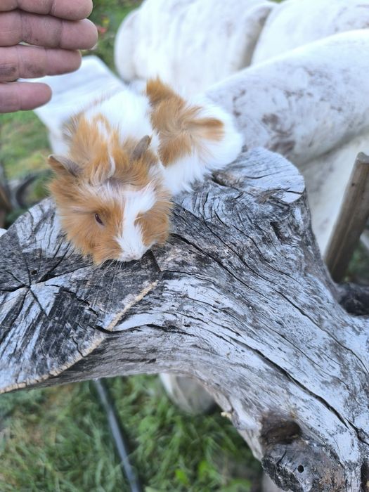 Малки морски свинчета