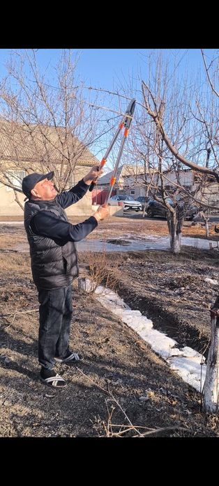 Обрезка деревьев. Обработка деревьев