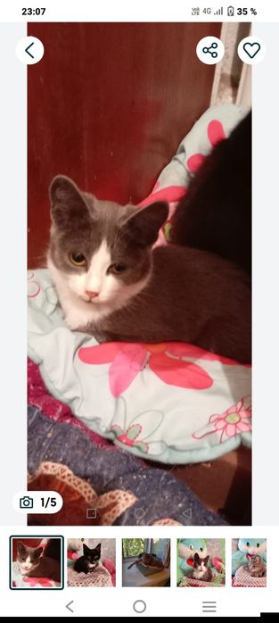 В добрые руки.котята мальчики и девочка