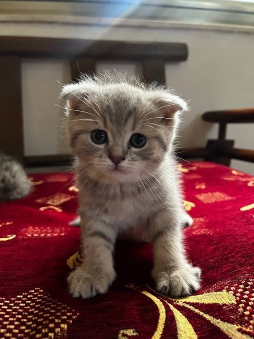 Вислоухие Британские котята