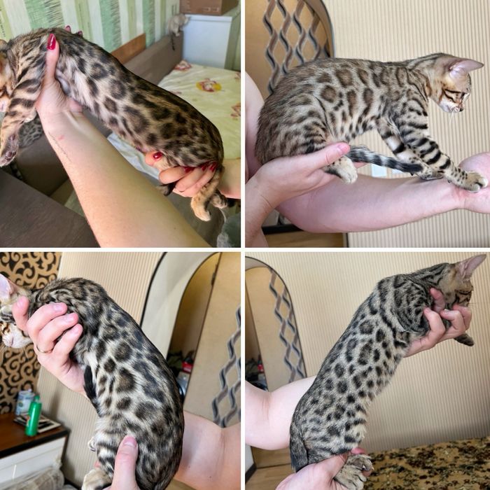 Котята Бенгальские