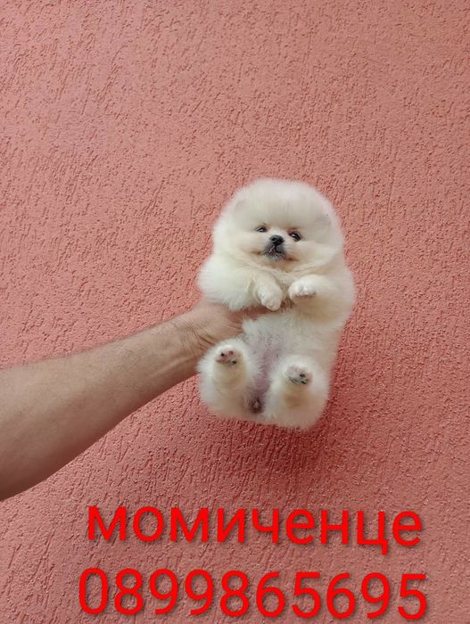 Мини момиченце и момиченце Померани