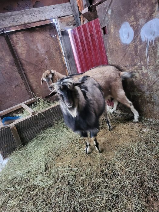 Продам козла  породы